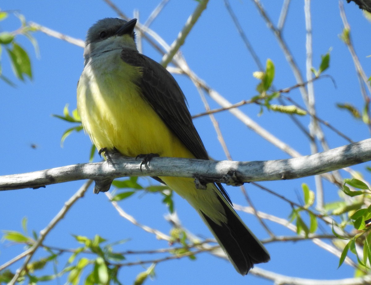 Western Kingbird - ML59472291