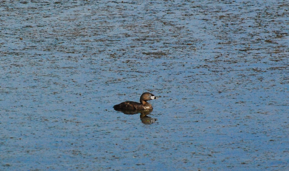 Pied-billed Grebe - ML594723151