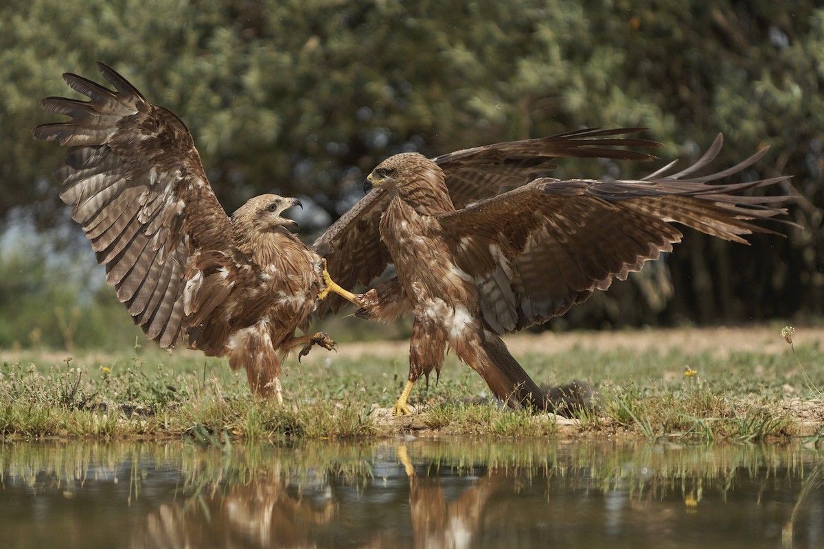 Black Kite - Kevin Hughes