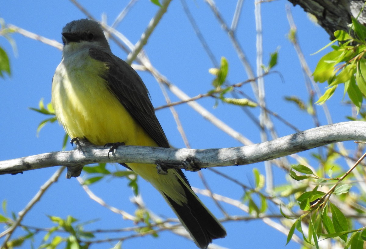 Western Kingbird - ML59472481