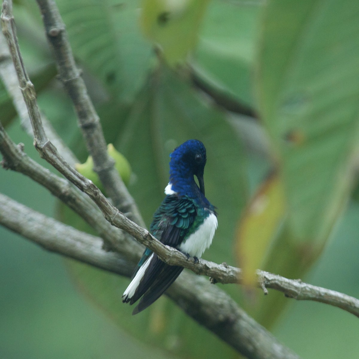 White-necked Jacobin - ML594725761