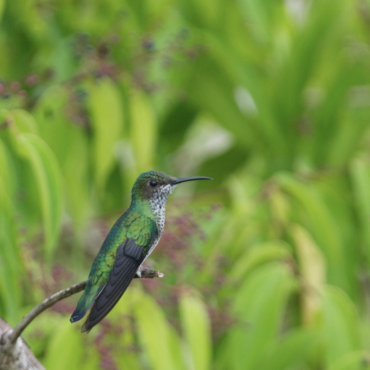 White-necked Jacobin - Rosemary joganic