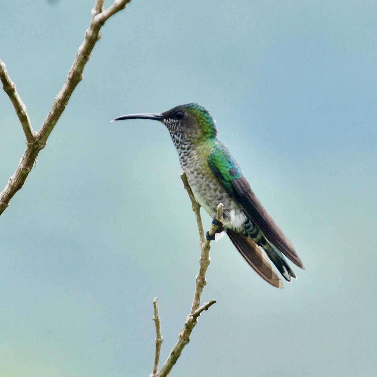 White-necked Jacobin - ML594725781