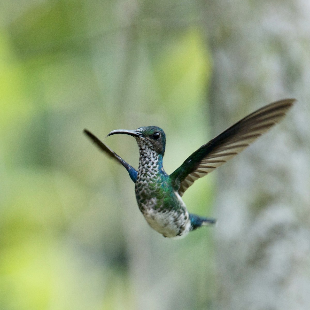 Colibri jacobin - ML594725791