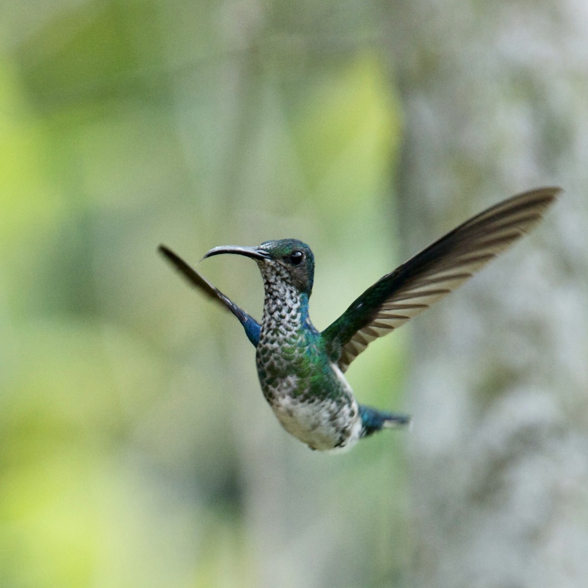 White-necked Jacobin - ML594725791