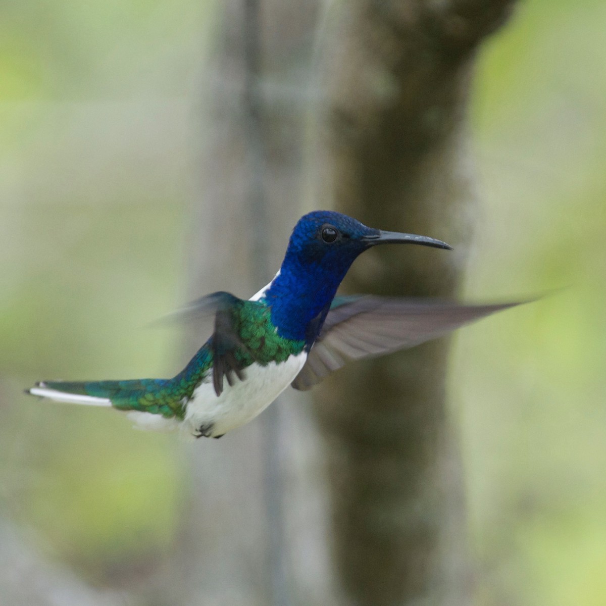 White-necked Jacobin - ML594725801