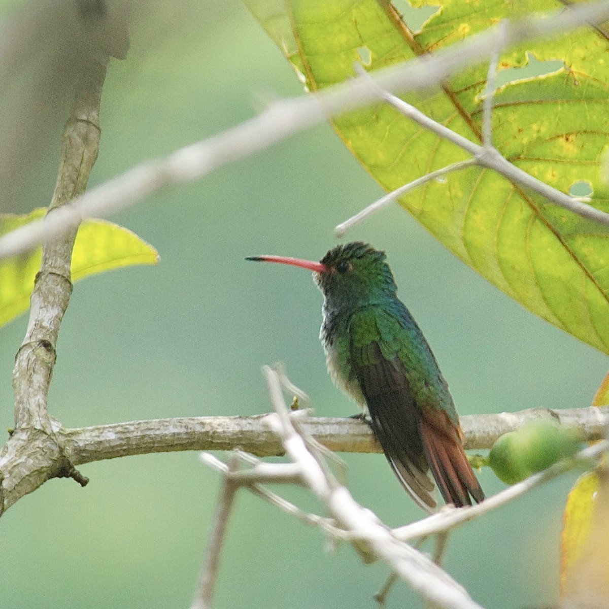 Rufous-tailed Hummingbird - ML594726181