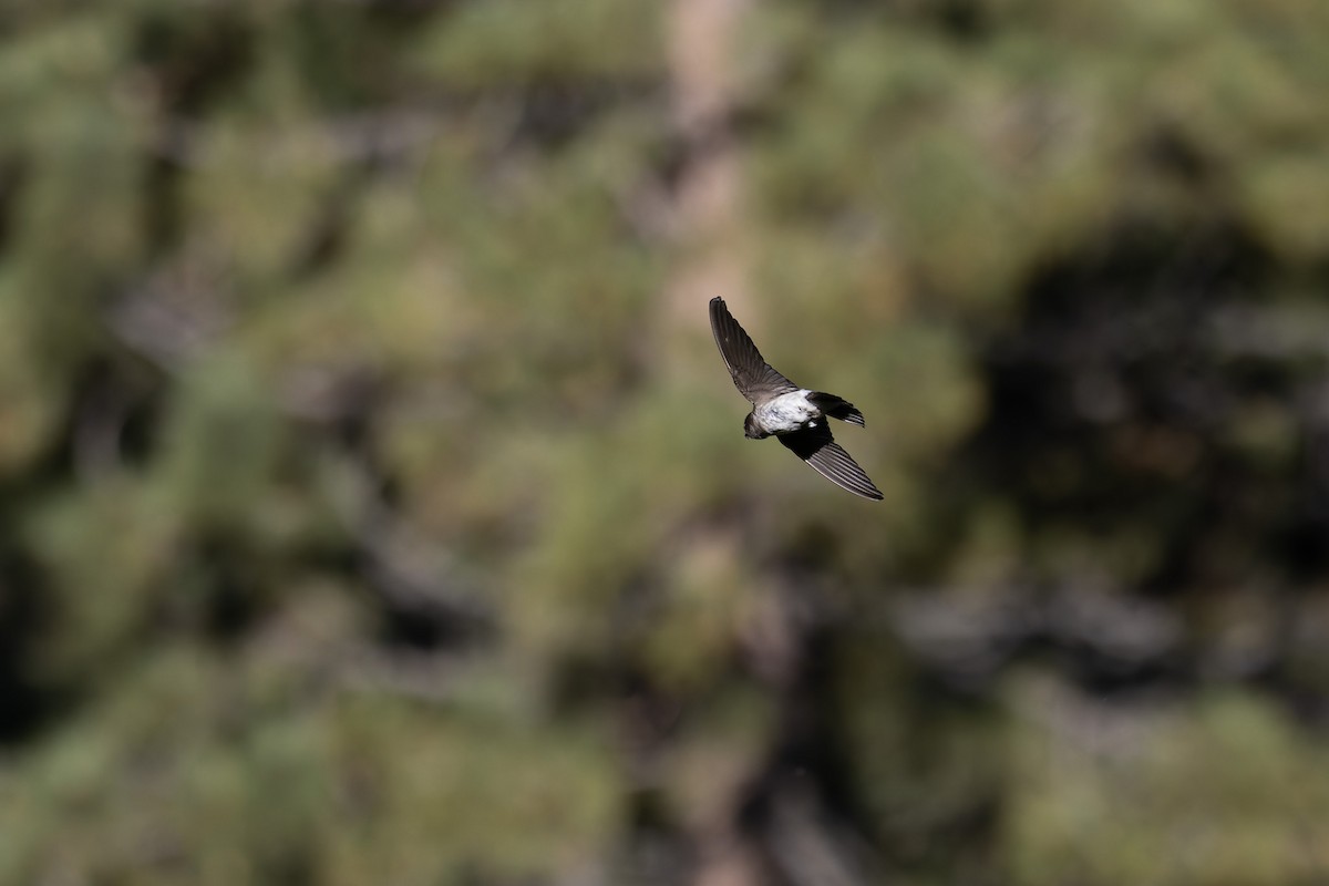 Violet-green Swallow - Amy Rangel