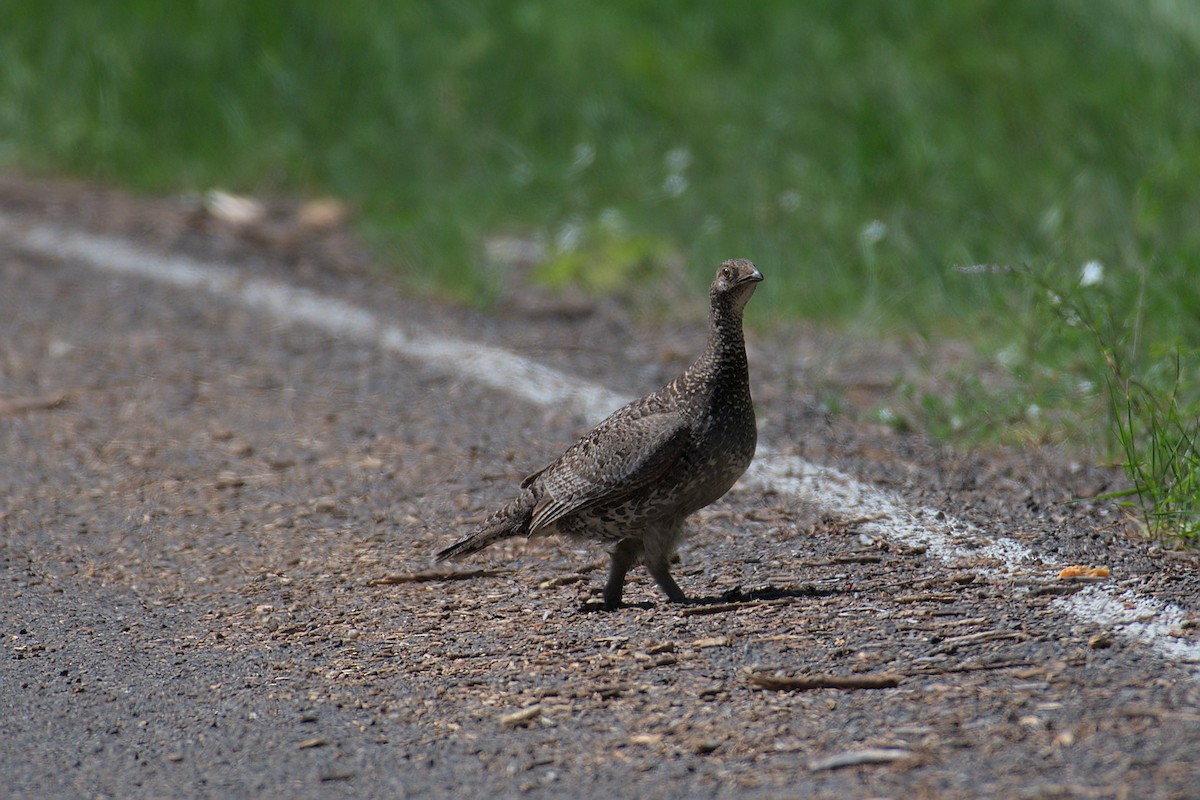 Dusky Grouse - ML594727141