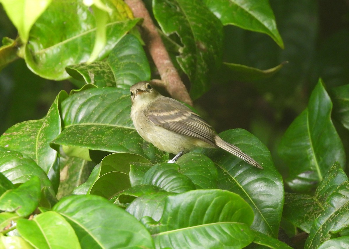 Cocos Tyrannulet - ML594727161