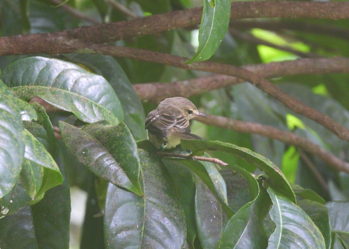 Tyranneau de Cocos - ML594727171