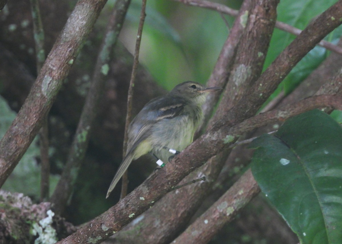 Mosquerito del Coco - ML594727181