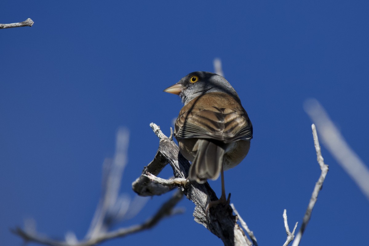 Baird's Junco - ML594727961