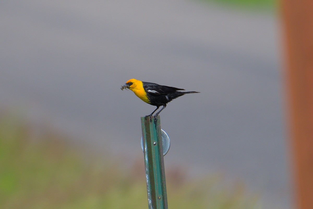 Yellow-headed Blackbird - ML594728141