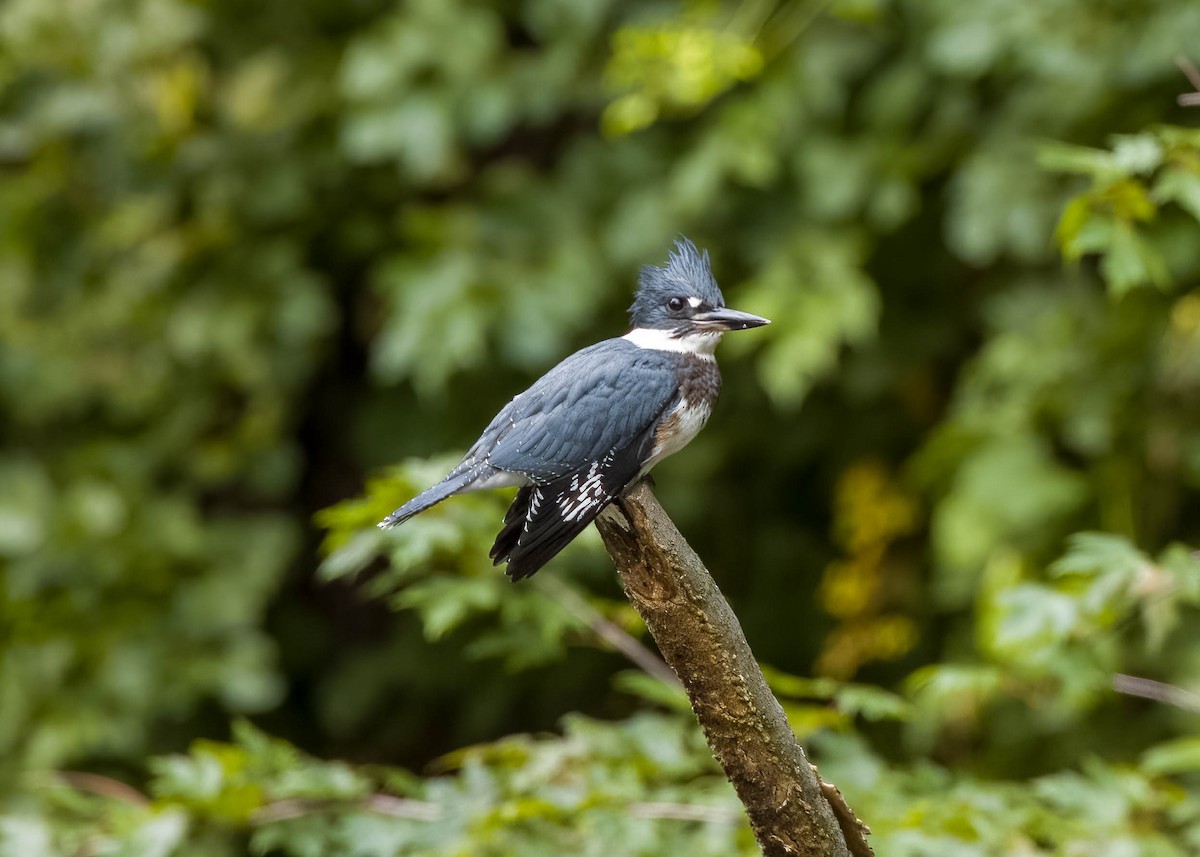 Belted Kingfisher - ML594728261