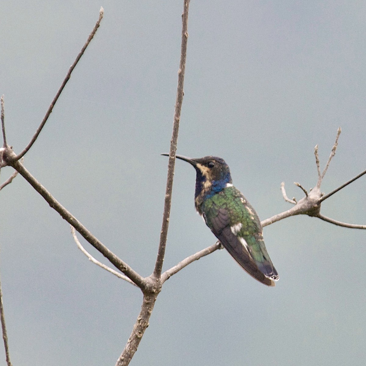 White-necked Jacobin - ML594728331