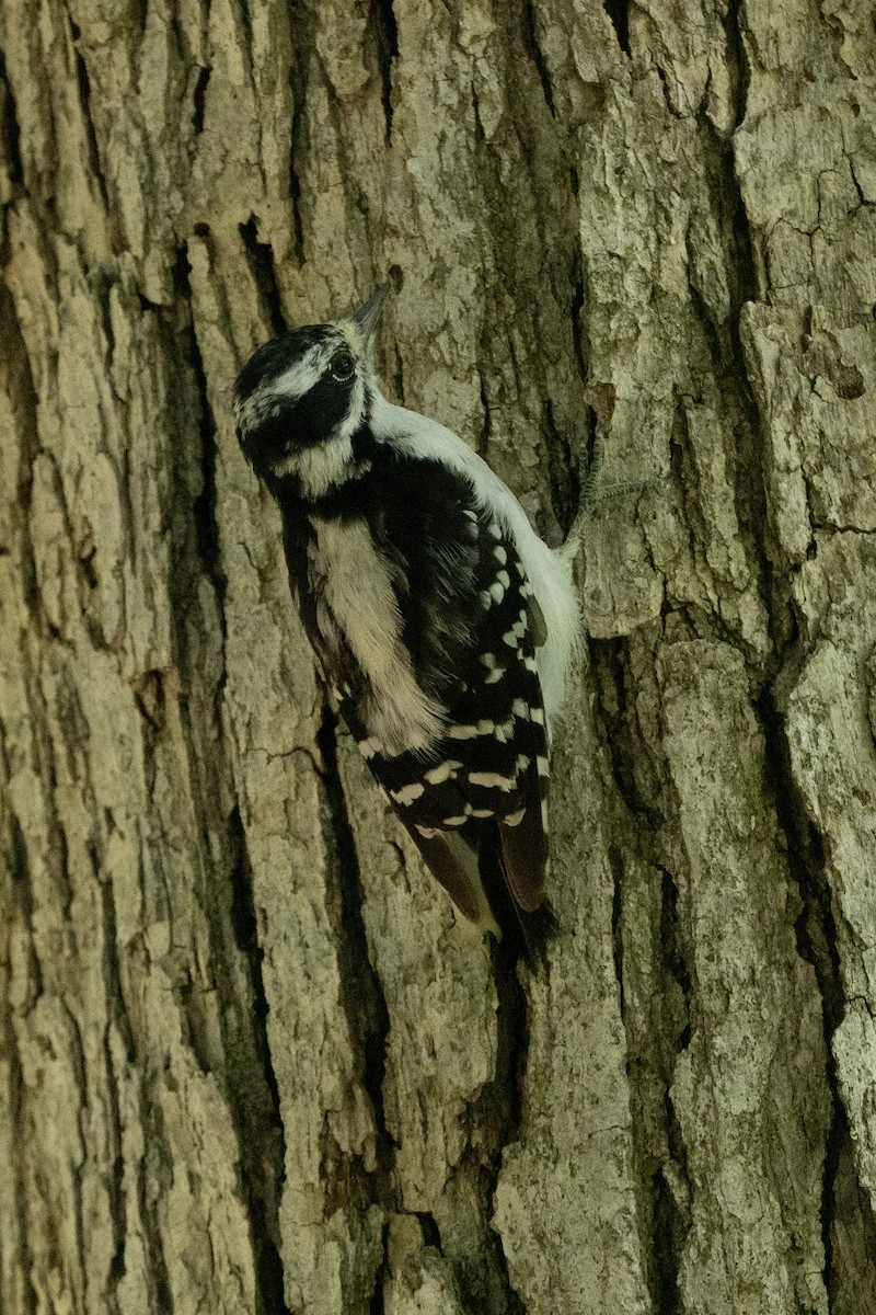 Hairy Woodpecker - Brad Sullivan