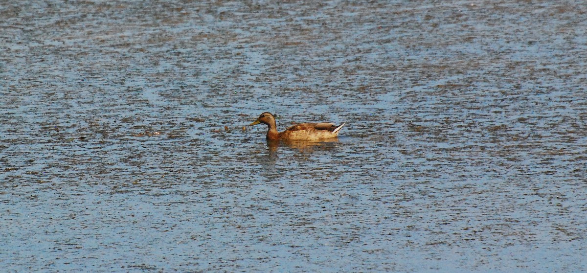 Canard colvert - ML594729441