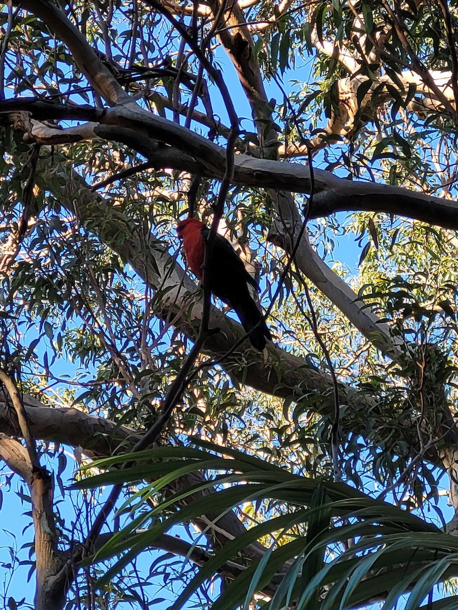 Avustralya Kral Papağanı - ML594730301