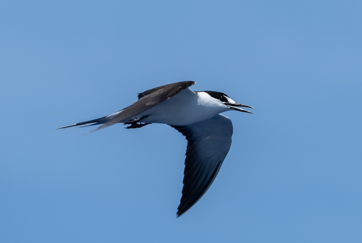 Sooty Tern - ML594730721