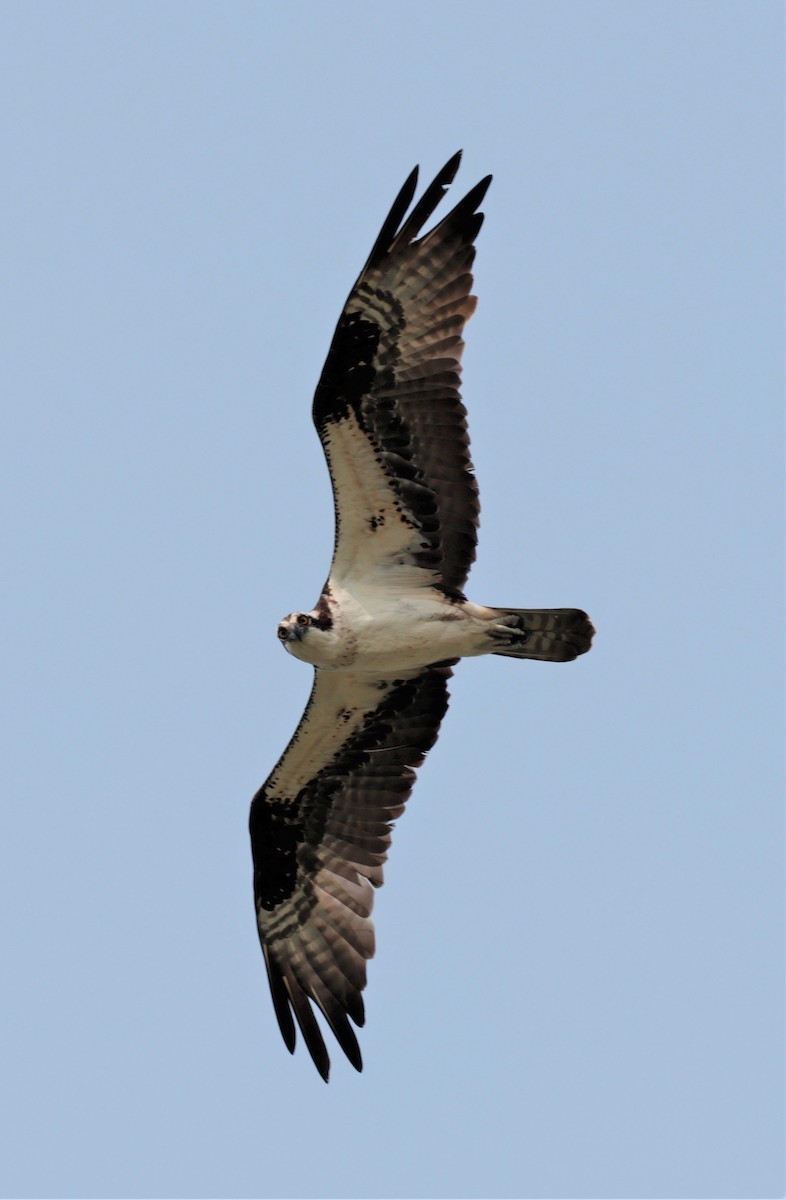 Osprey - ML594731221