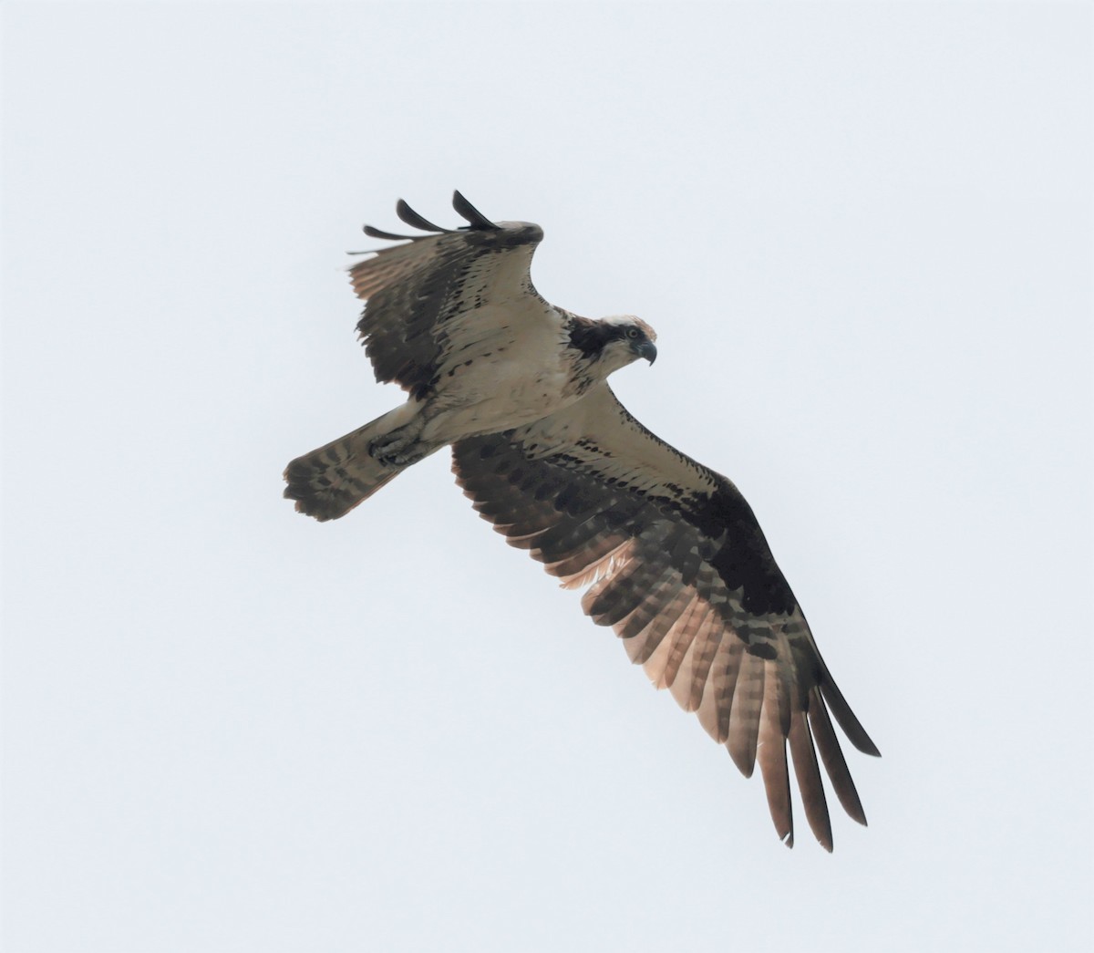 Osprey - ML594731281