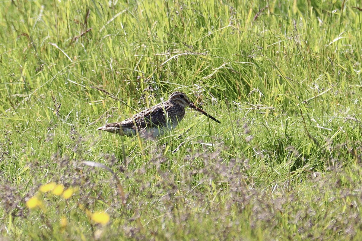 Common Snipe - ML594732181