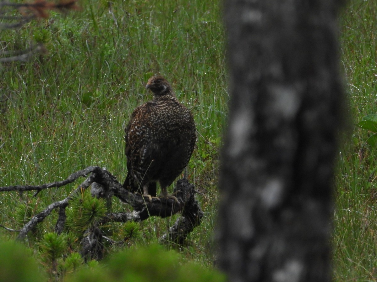 Sooty Grouse - ML594733191