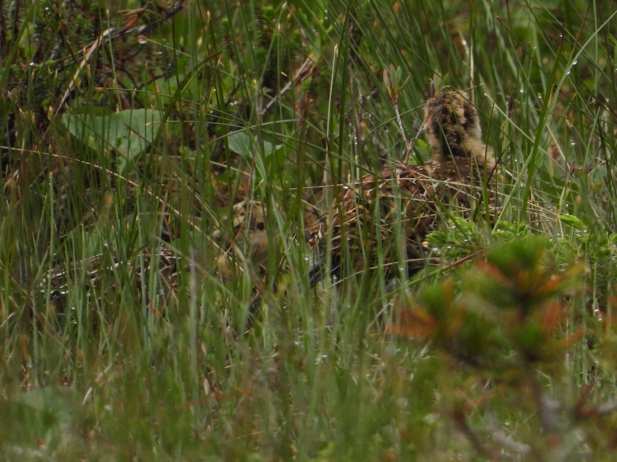 Sooty Grouse - ML594733201