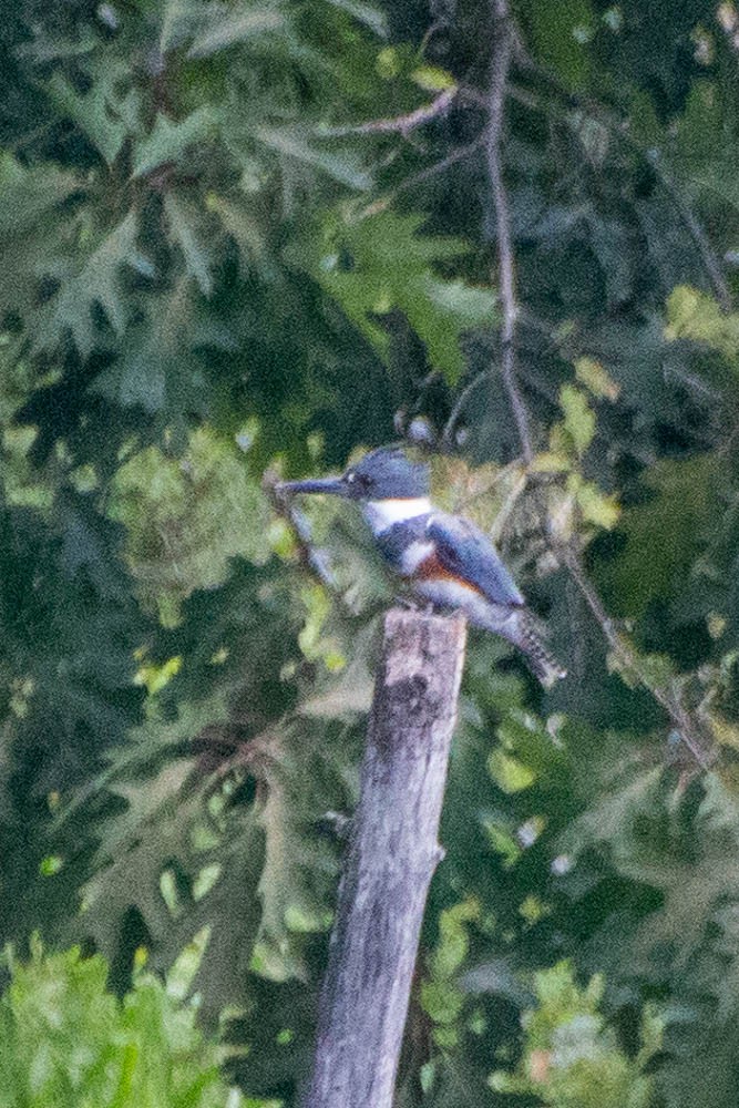 Belted Kingfisher - ML594734221