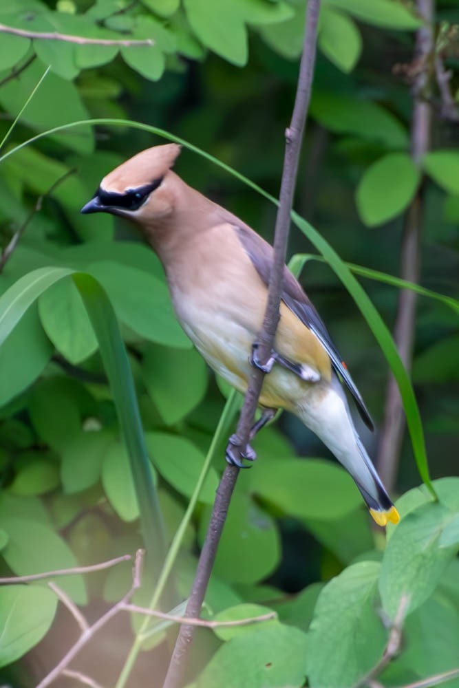 Cedar Waxwing - ML594734411