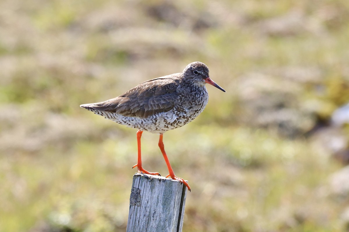 Common Redshank - Amanda Damin