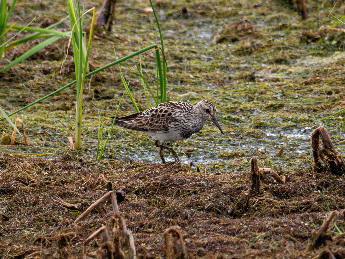 Pectoral Sandpiper - Dustin Wrolstad