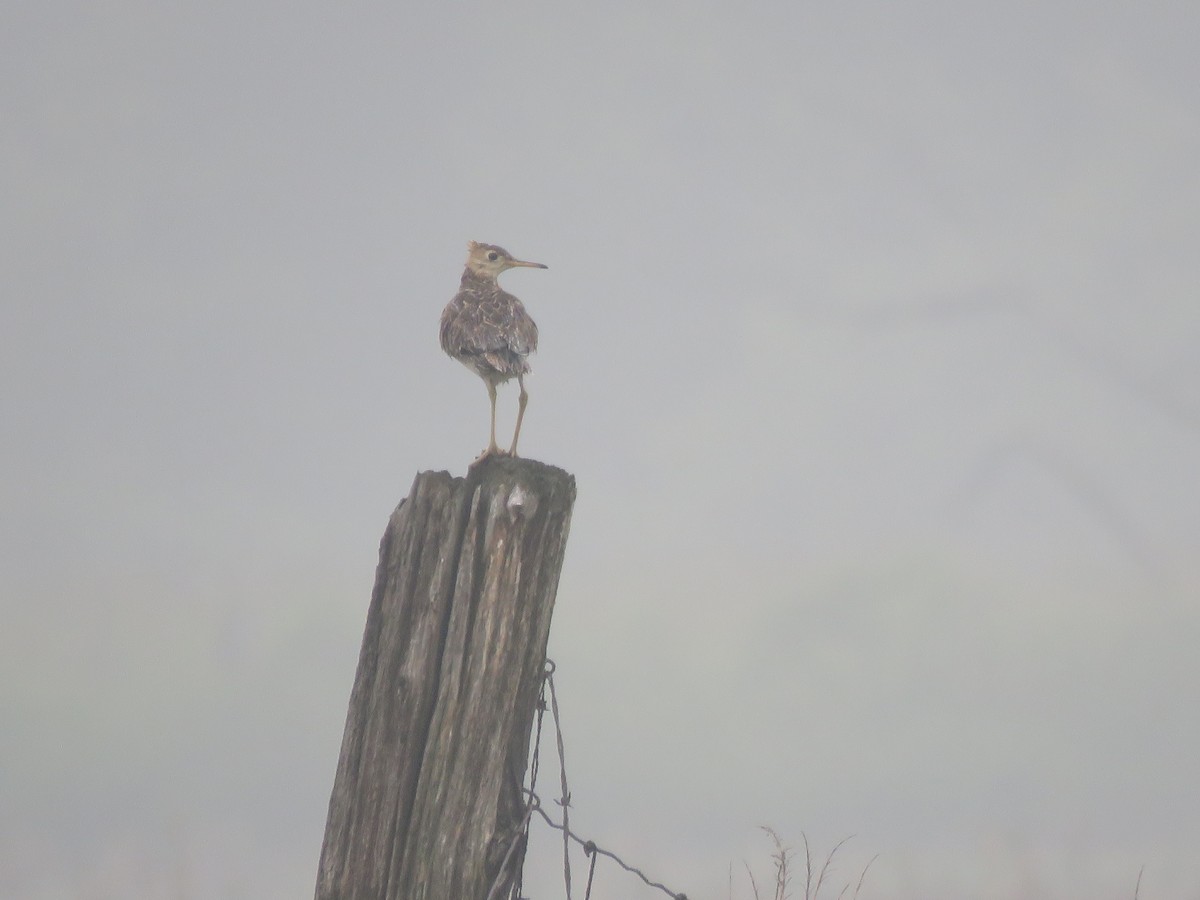 Upland Sandpiper - ML594737121