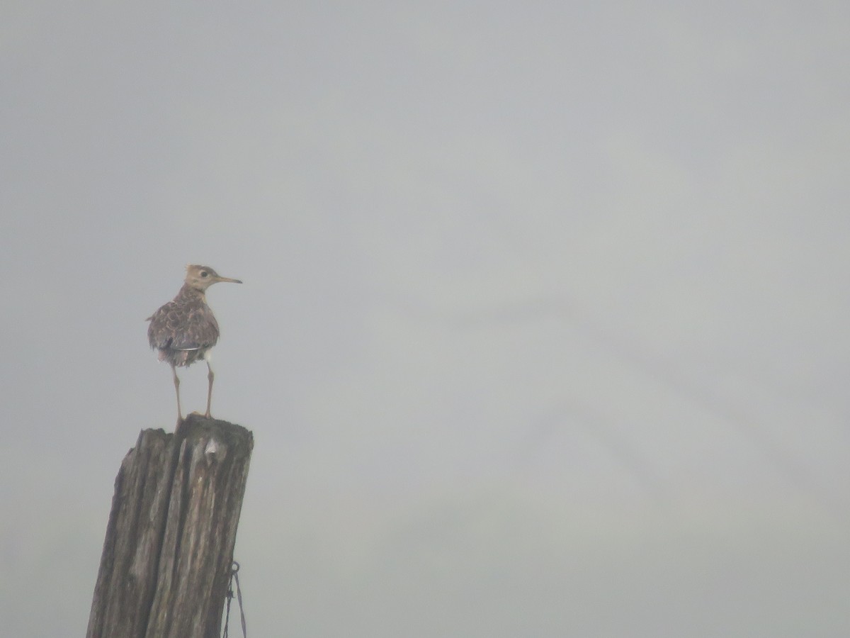 Upland Sandpiper - Tyler L. Hoar