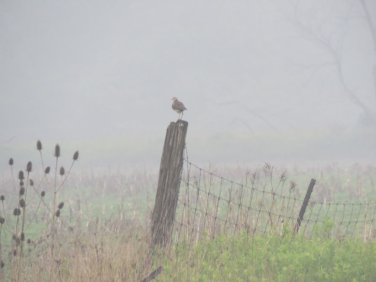 Upland Sandpiper - ML594737141