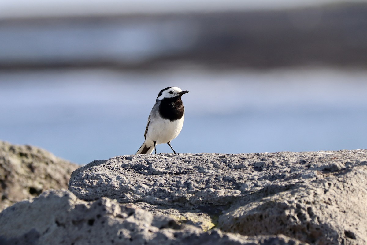 White Wagtail - ML594738191