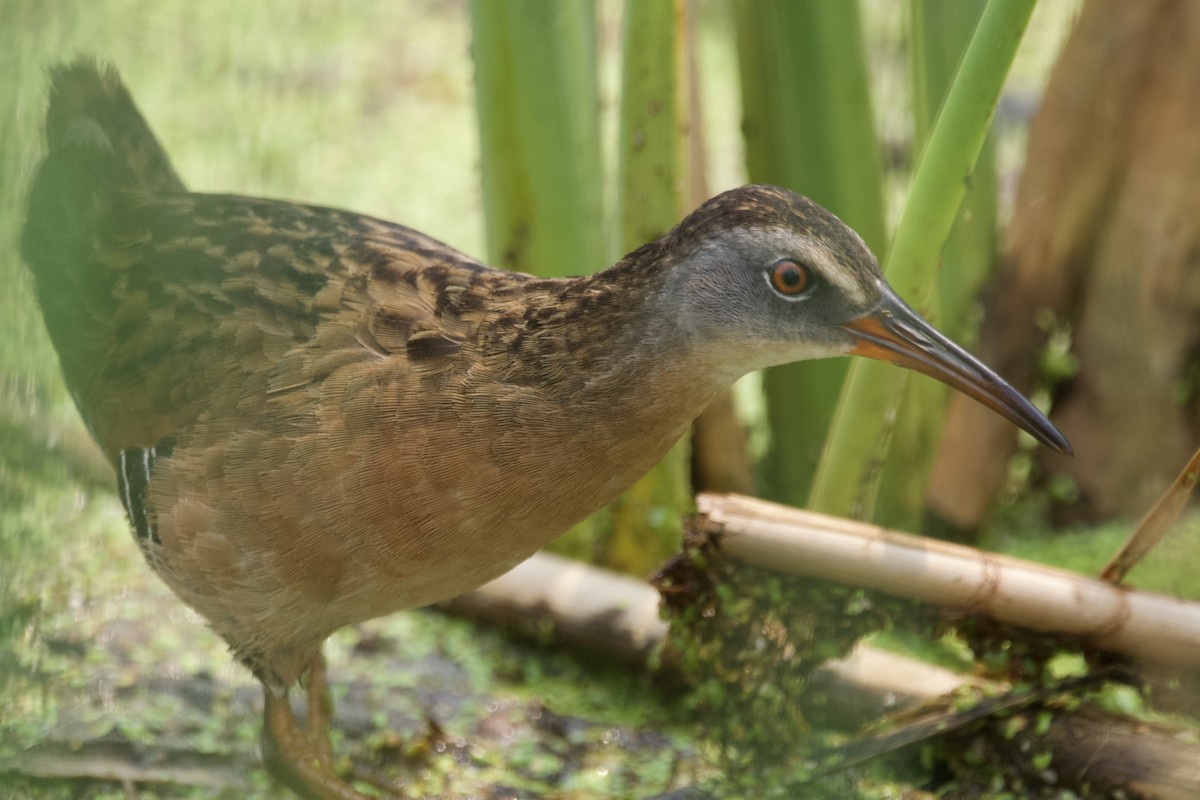 Virginia Rail - ML594738241