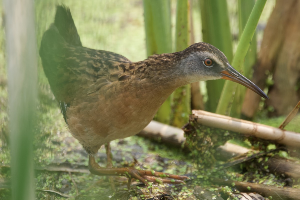 Virginia Rail - Greg Hertler