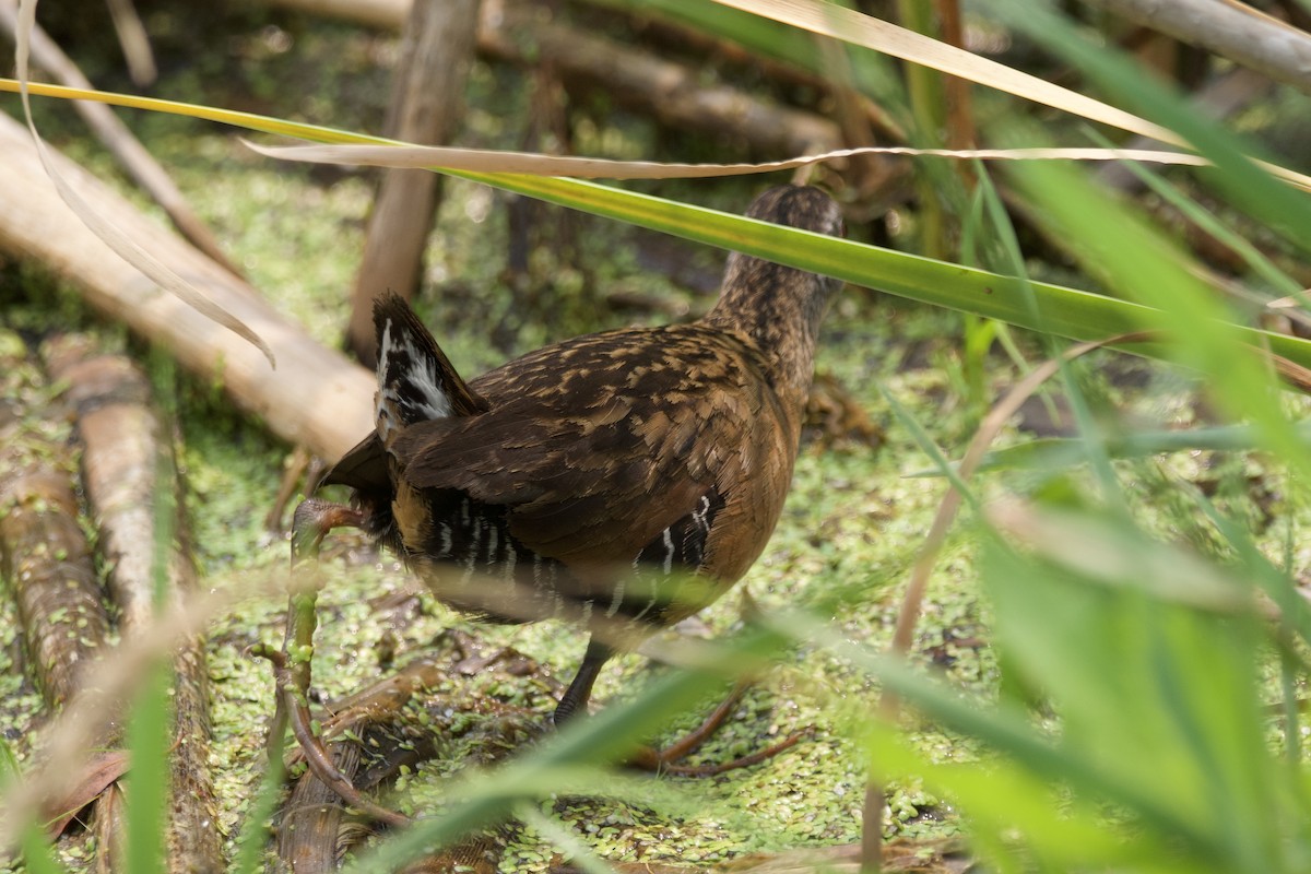 Virginia Rail - ML594738261