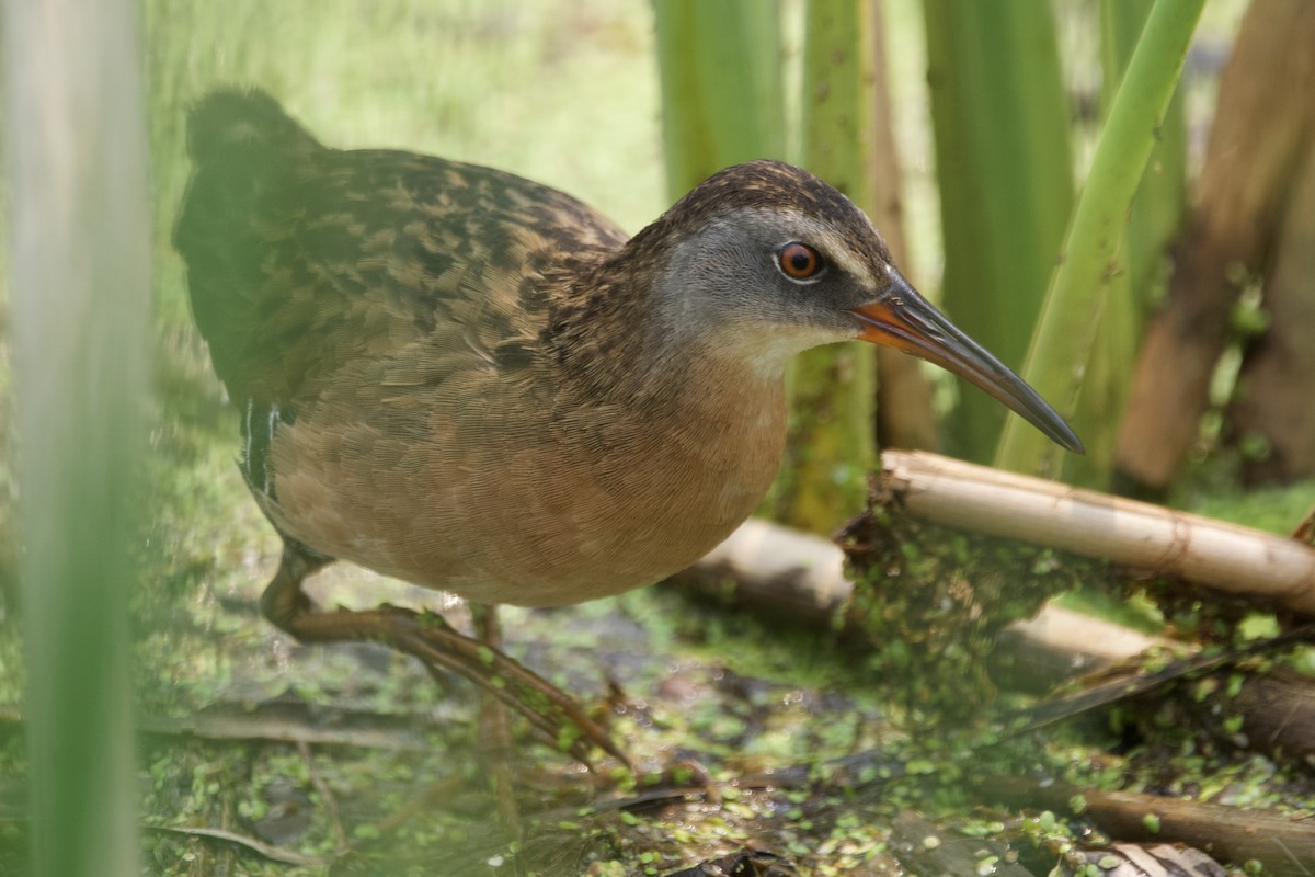 Virginia Rail - ML594738271