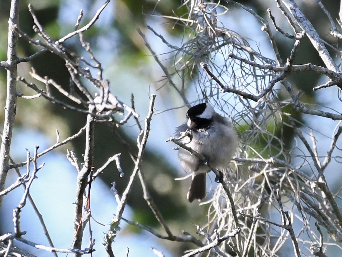Carolina Chickadee - ML594738861