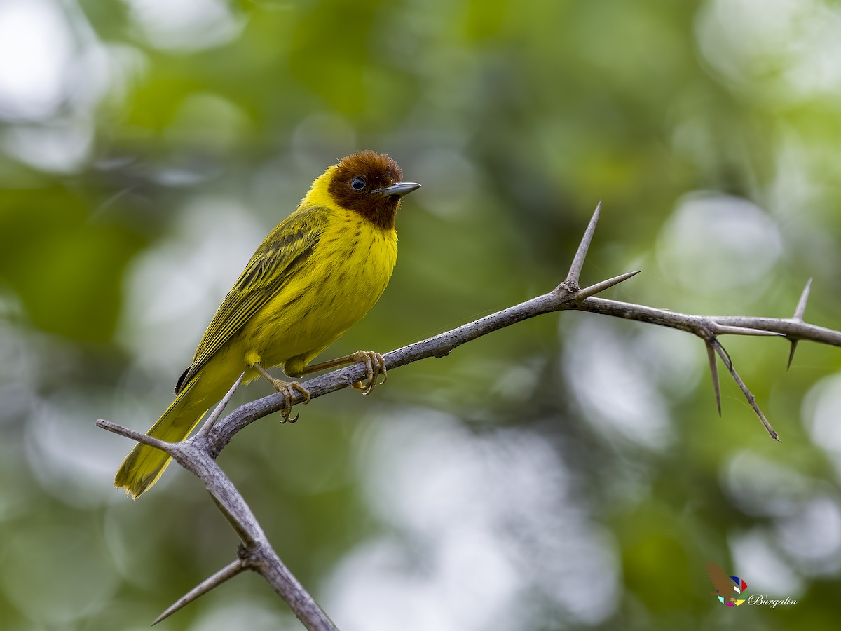 Northern/Mangrove Yellow Warbler - ML594738911