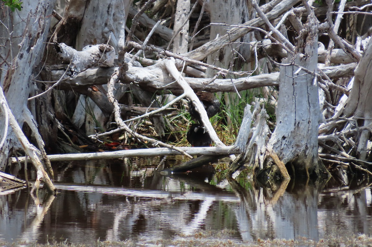 Gallinule d'Amérique (groupe galeata) - ML594739111