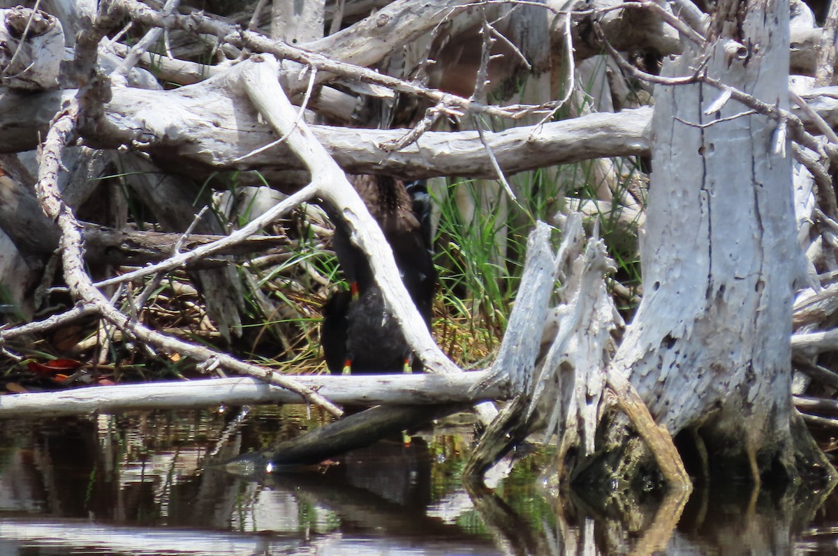 Gallinule d'Amérique (groupe galeata) - ML594739141