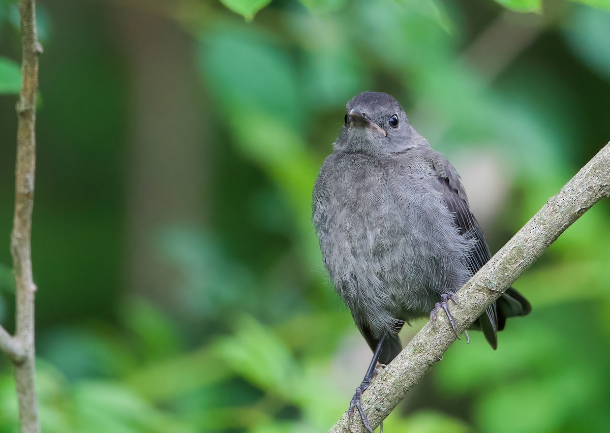 Gray Catbird - ML594739451