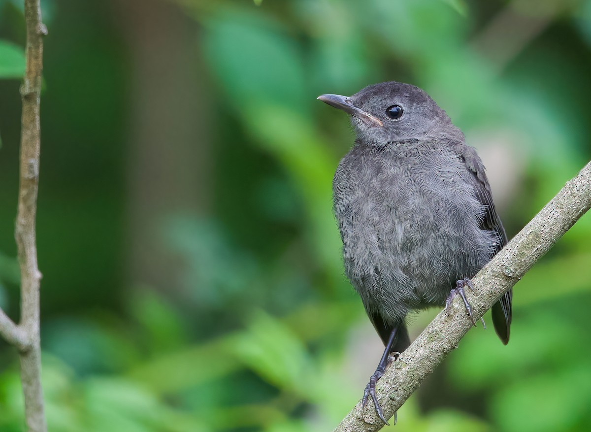 Gray Catbird - Enya deFeijter