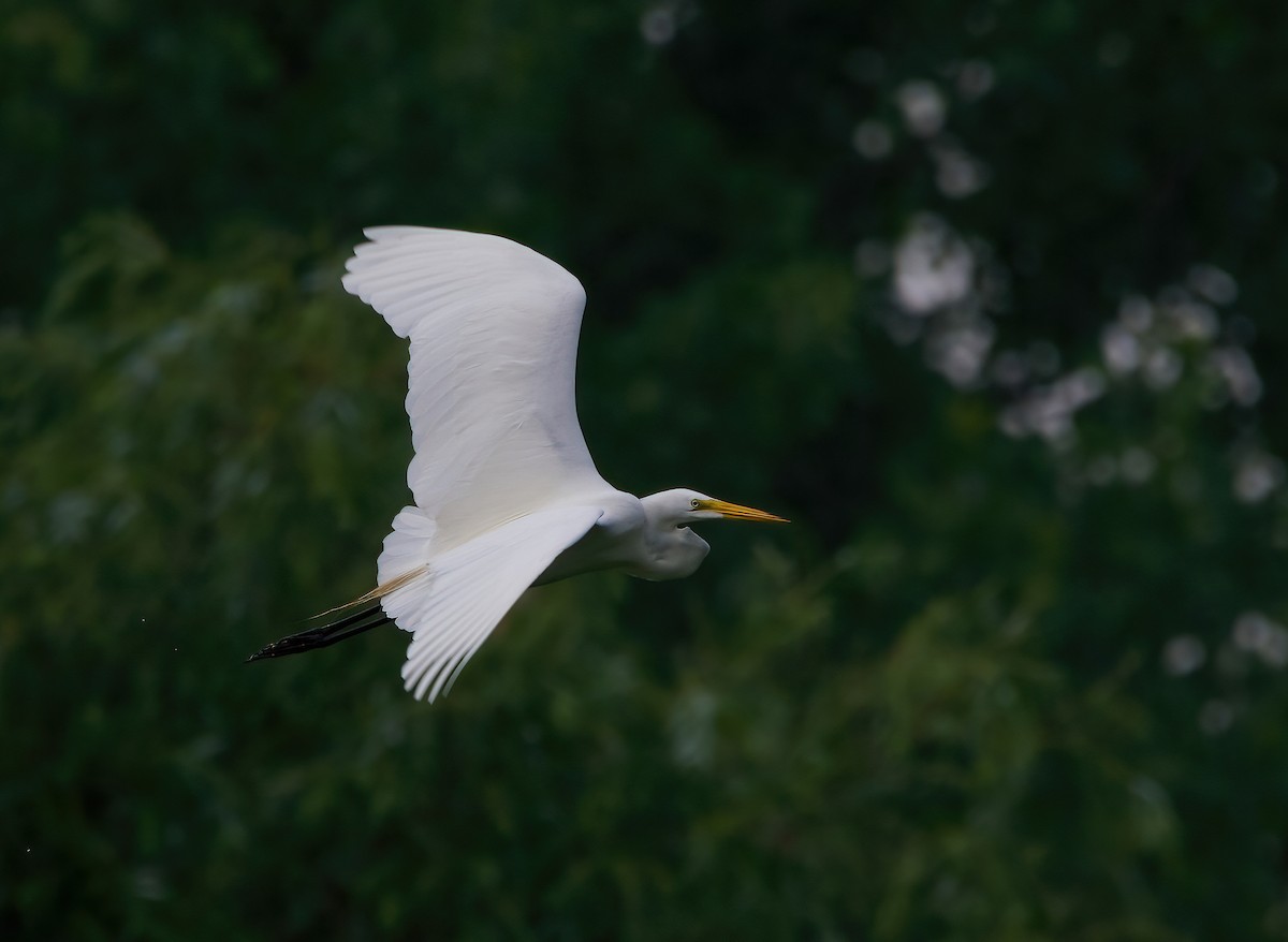 Great Egret - ML594740861