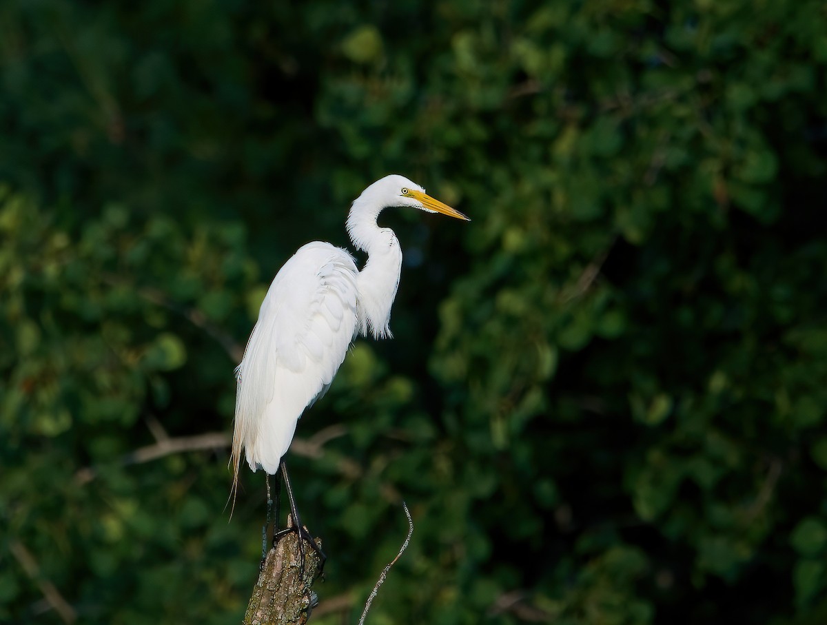 Great Egret - ML594740891