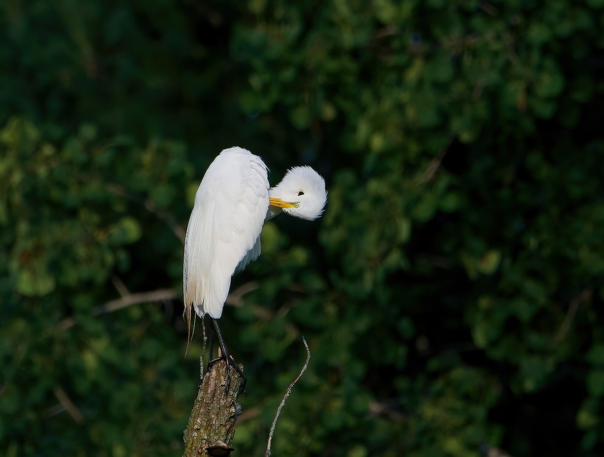 Great Egret - Enya deFeijter